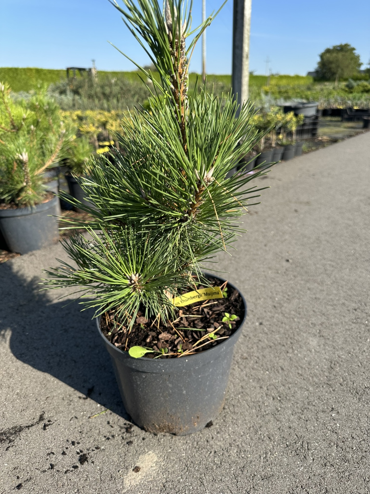 Сосна тунберга Майджима